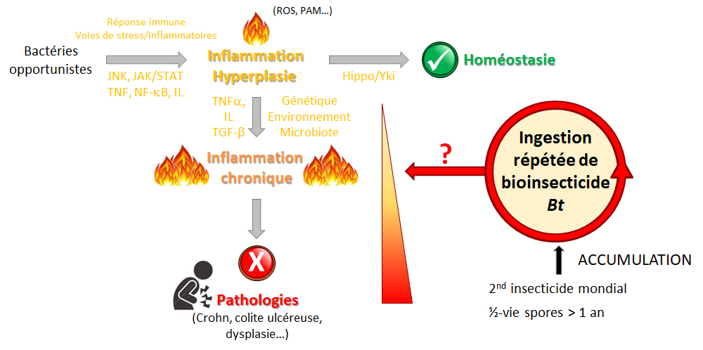 Bt & Inflammation chronique