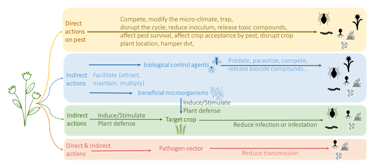 Effets directs et indirects plantes biocontrôle-2