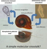 Advances in gastropod immunity from the study of the interaction between the snail Biomphalaria glabrata and its parasites: A review of research progress over the last decade