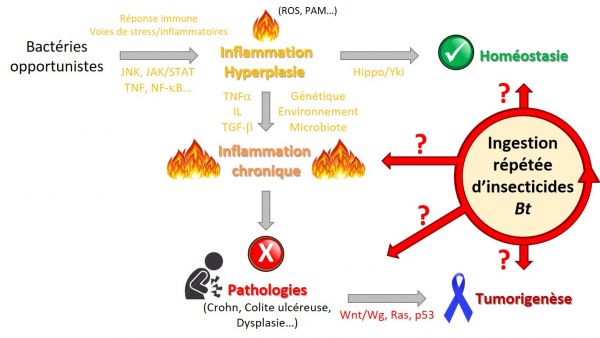Bt & Inflammation & Cancer