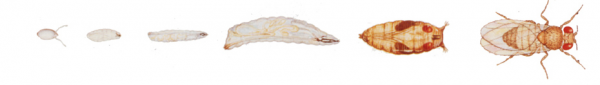 Développement Drosophila melanogaster