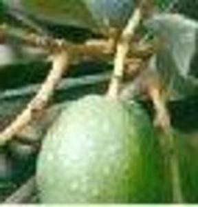 Recherche et Développement en Lutte biologique contre la mouche de l’olive